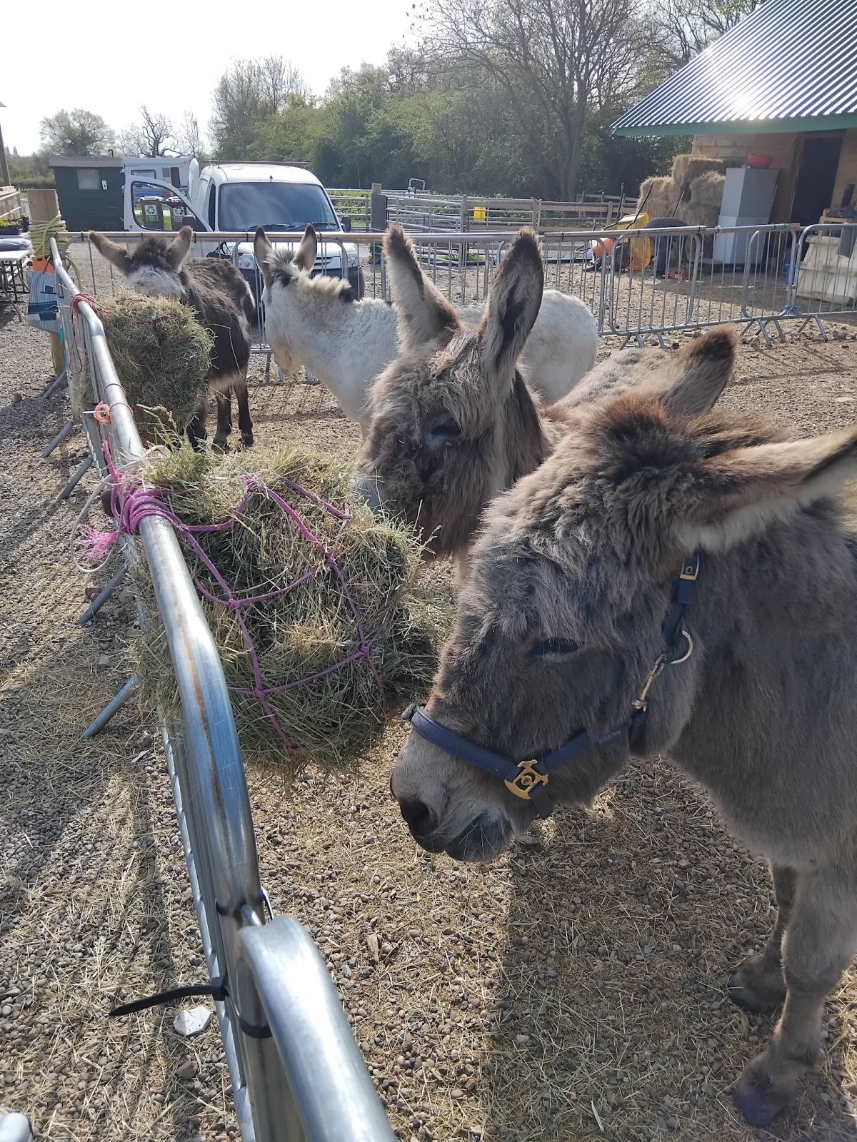 Knowle Donkey Sanctuary Campsite