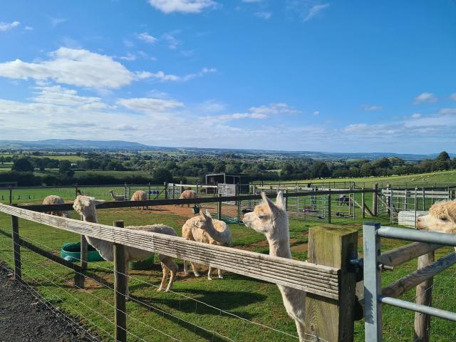Severn Valley Alpacas